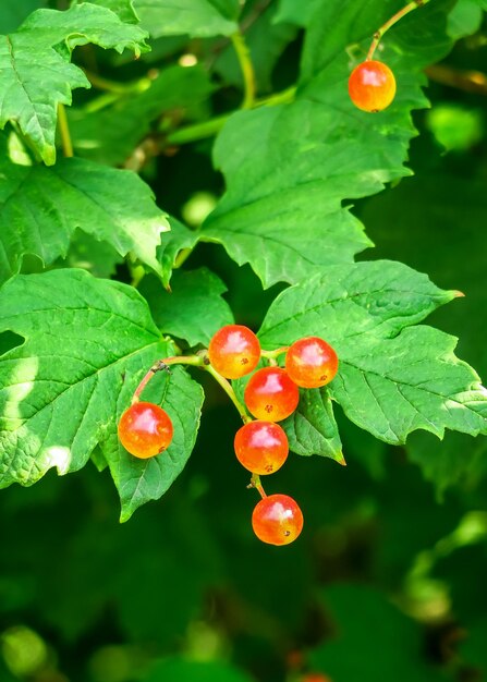 young ripening viburnum berries grow on a viburnum bush. cultivation of viburnum concept