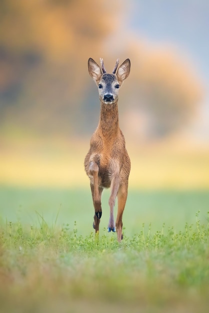 Young roe deer buck running forward on green grass in summer nature