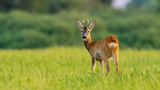 Young roe deer buck in summer at sunset