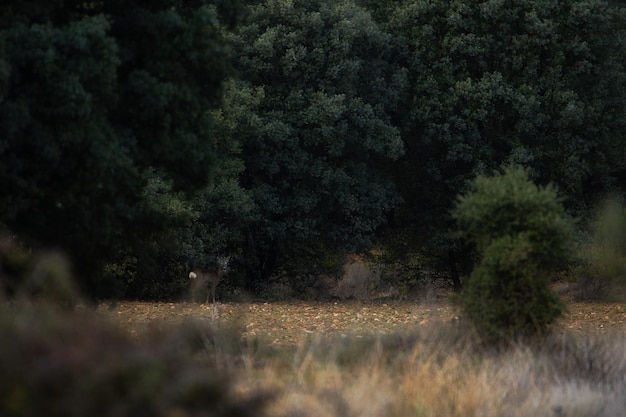 Young roe deer in a pasture