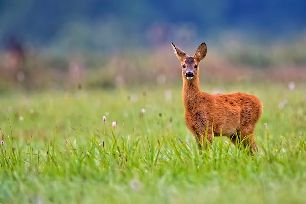 Young Roedeer in the wildx9