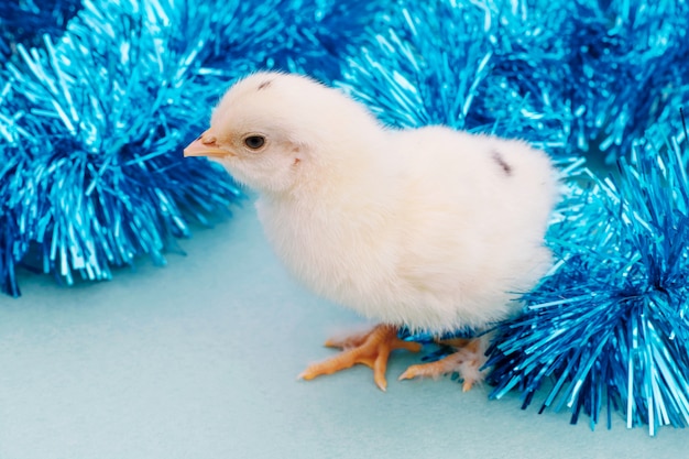 Young rooster, symbol of new year