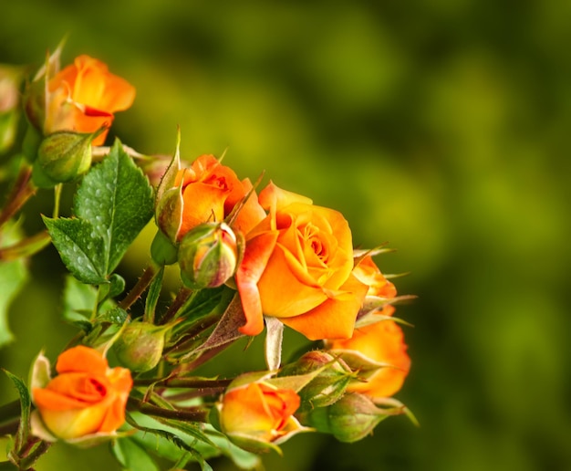 Young rose flowers on a green defocused background