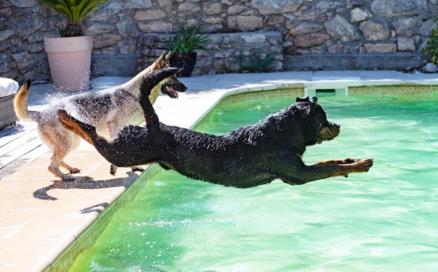 Young rottweiler and swimming pool