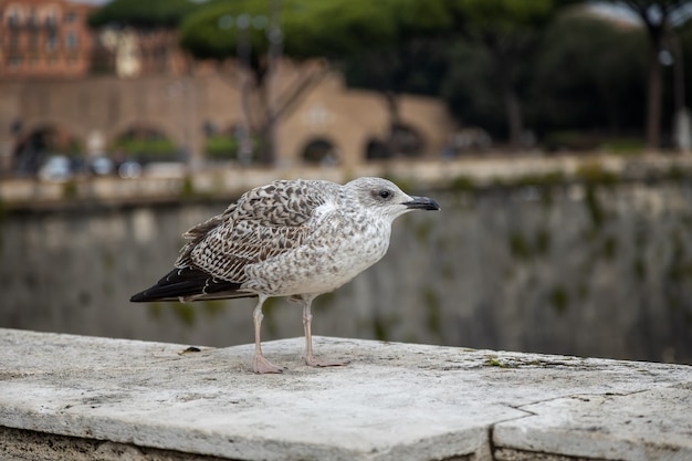 Young seagull sits on the parapet of a bridge over the Tiber Rome Italy