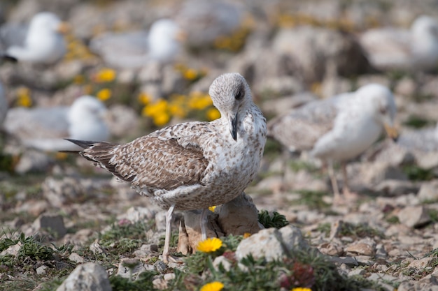 Young seagulls near the cliffs