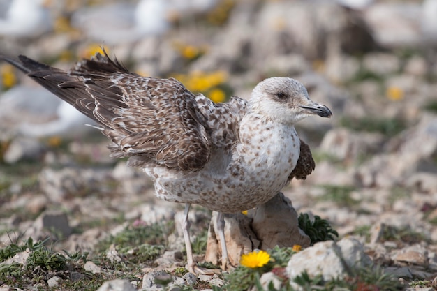 Young seagulls near the cliffs