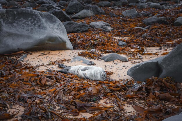 Photo young seal resting on seaweedcovered beach with smooth rocks in iceland