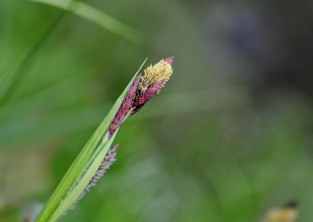 A young sedge shoot on the Bank of a small river on a cloudy may morning Moscow region Russia