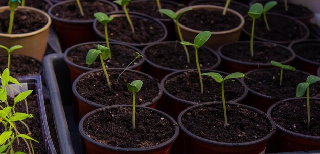 A young seedling of fresh cucumber stands in plastic pots growing cucumbers in a greenhouse