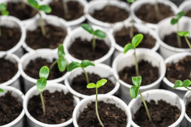 Young seedlings of cucumbers are in plastic pots Growing cucumbers in a greenhouse Gardening seedlings germinate