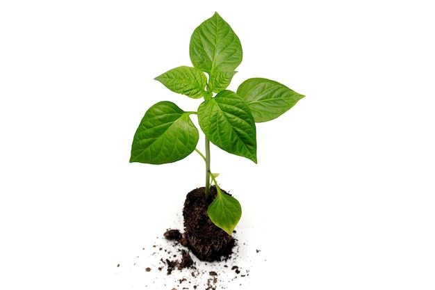 Young seedlings of sweet peppers with roots and soil The concept of growing seedlings in the spring