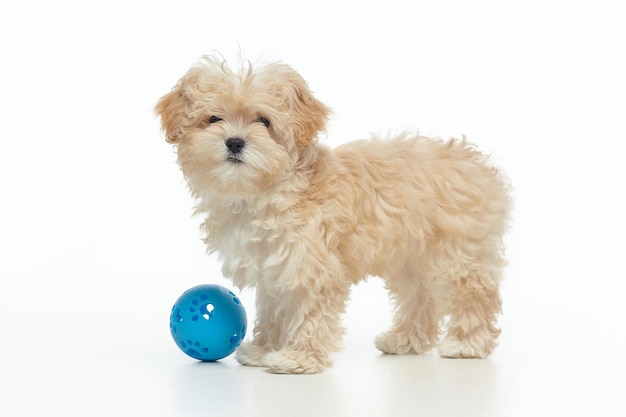 Young shaggy maltypu puppy with a blue ball in the studio on a white background