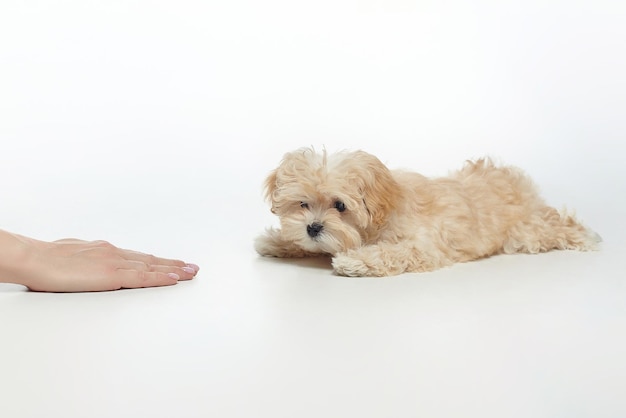 Young shaggy puppy lies on command nearby a woman's hand shows the command to lie down