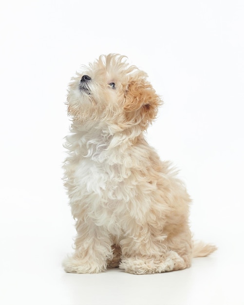 Young shaggy puppy maltipu sits and looks up in the studio on a white background