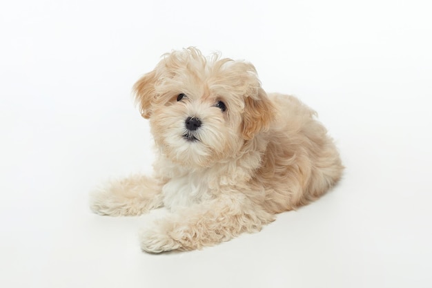 Young shaggy puppy maltipu in the studio on a white background