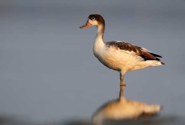 Young shelduck with water reflrction close up portrait