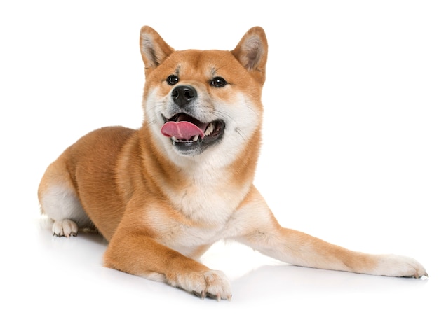 young shiba inu