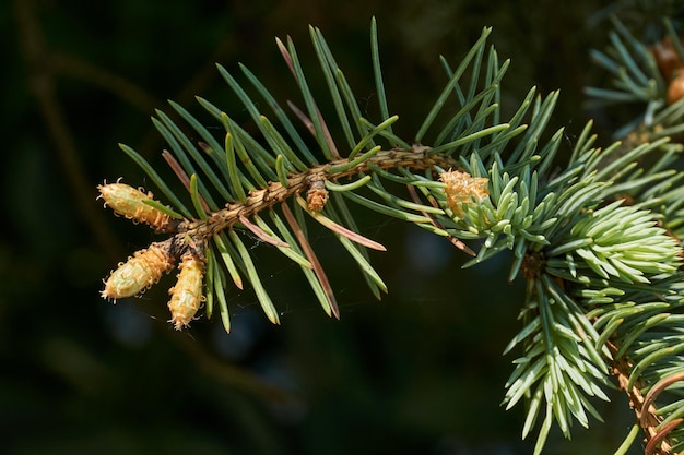 Young shoots of blue spruce