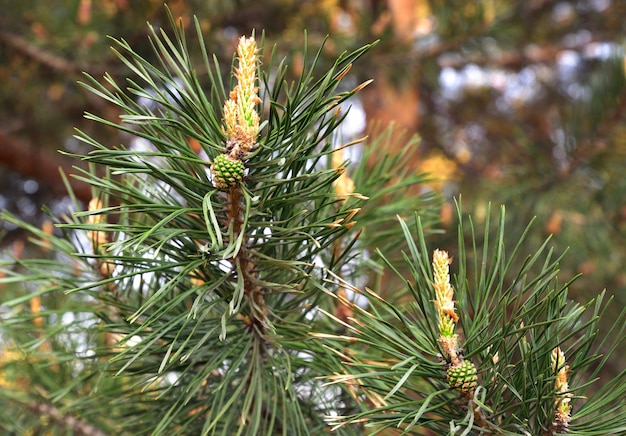 Young shoots on the branches of pine Fresh shoots on the tips of pine branches