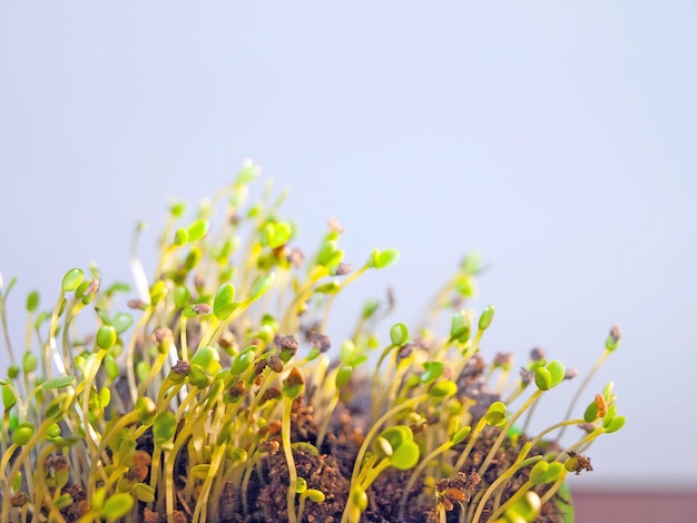 Young shoots of clover minigreen green first leaves in sunlight