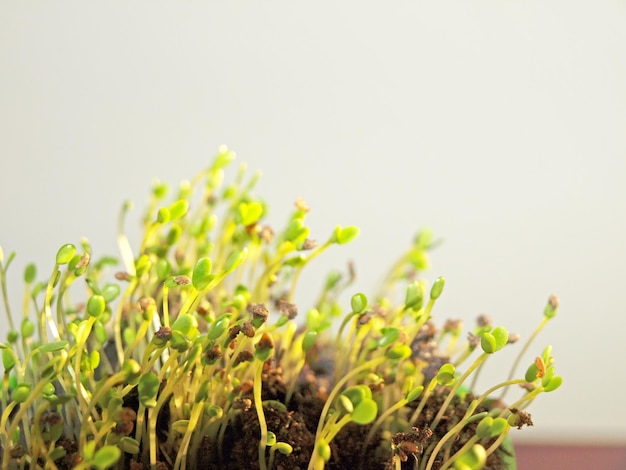 Young shoots of clover minigreen green first leaves in sunlight