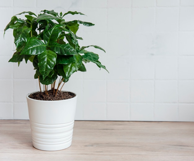 Young shoots of a coffee tree planted in a  pot on the table