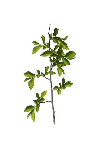 Young shoots fresh leaves green unripe seeds of elm branch blossoming branch of catkins willows close up in early spring isolated elements on white background for scrapbook object