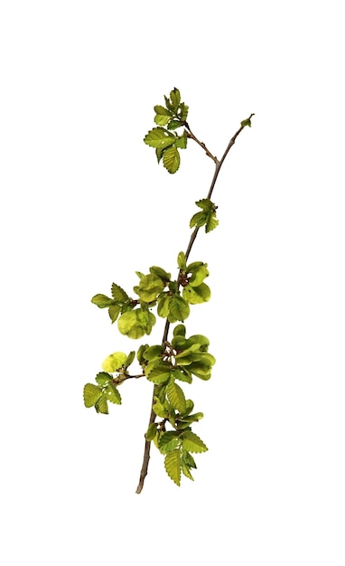 Young shoots fresh leaves green unripe seeds of elm branch blossoming branch of catkins willows close up in early spring isolated elements on white background for scrapbook object