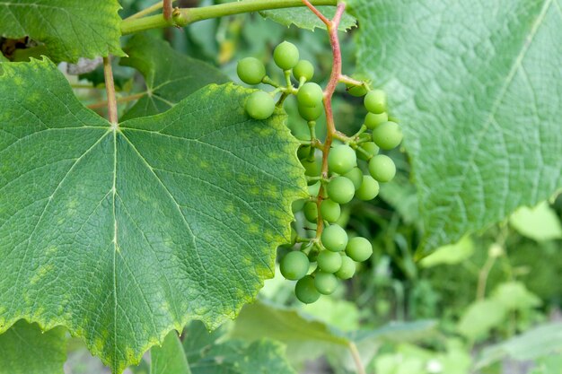 Young shoots of grapes with leaves on the vineyard in the summer