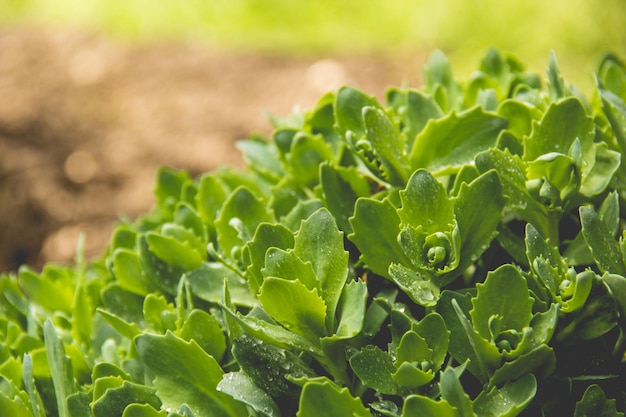 Young shoots of Sedum telephium in a sunny garden