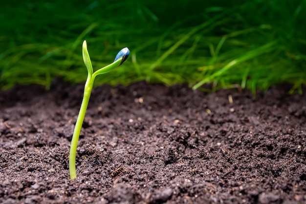 Young shoots of sunflower on a background of black soil