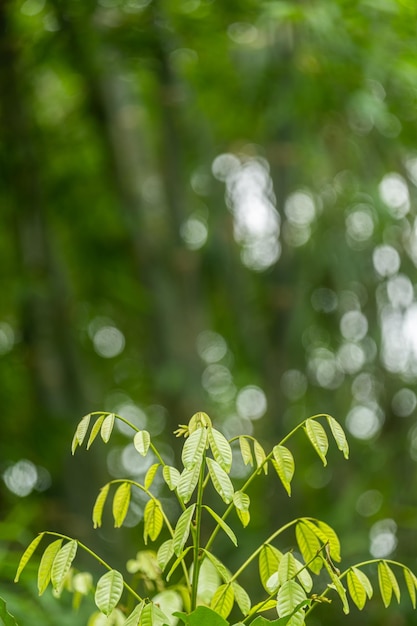 The young shoots of the tree are light green with copy space