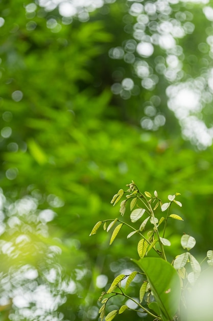 The young shoots of the tree are light green with copy space