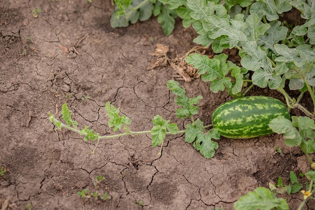 Young shoots of watermelons On the open field on the farm field Growing organic vegetables