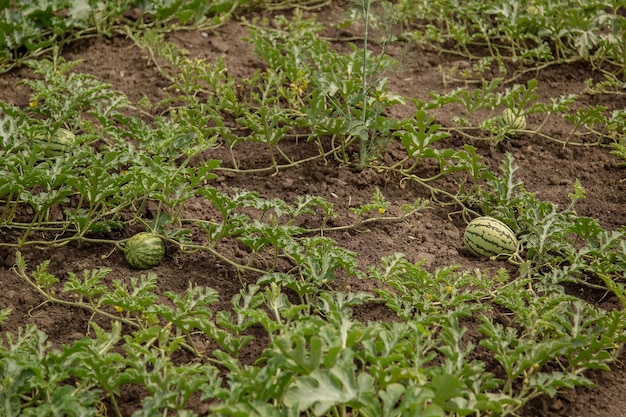 Young shoots of watermelons On the open field on the farm field