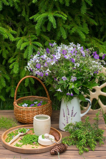 the young shoots were eaten collected in a wicker basket Preparation of medicinal decoctions