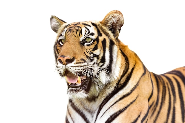 Young siberian tiger isolated on white background