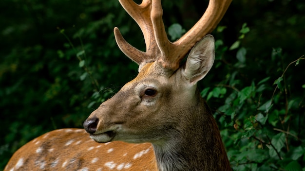 Young sika brown deer grazing in the forest