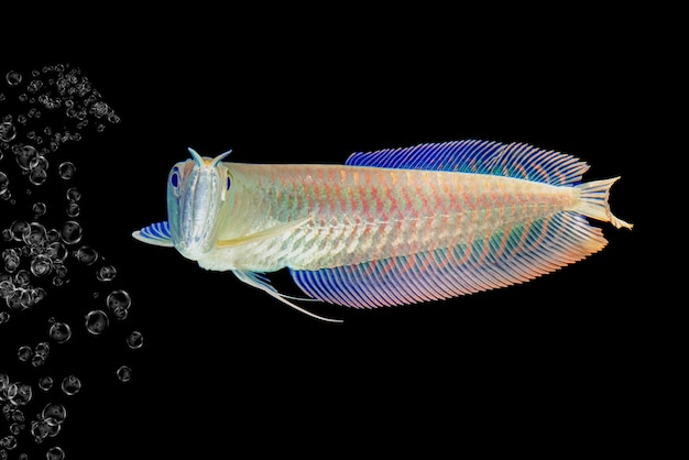 Young silver arowana isolated in black background