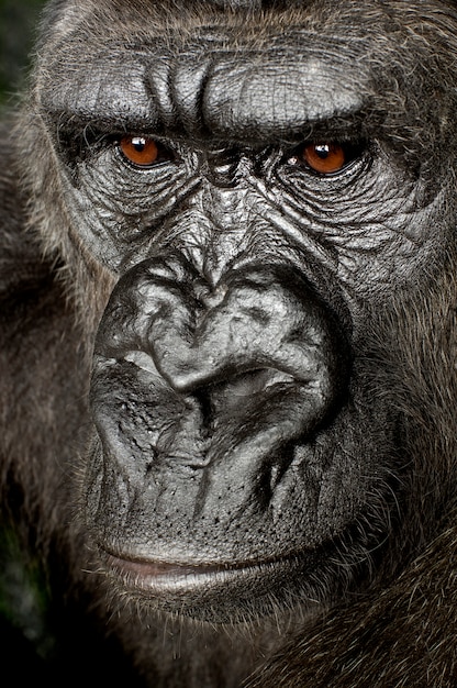 Young Silverback Gorilla on white