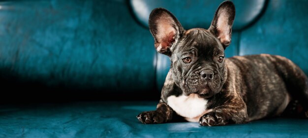 Photo young small black french bulldog dog puppy on lying on sofa blue background funny dog baby black bulldog puppy dog adorable bulldog funny puppy unusual color background panoramic view