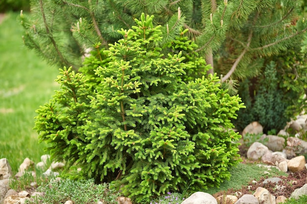 Young and small decorative firtree grows in the garden Decorative spruce for landscape design