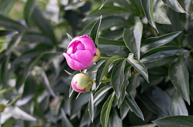 young small Pink peony flowers close up flowering bush in garden