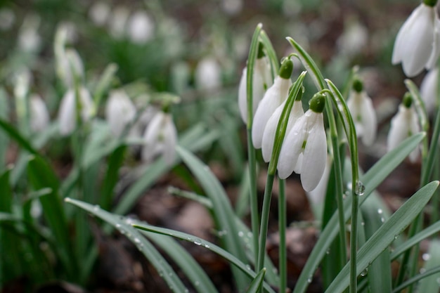 Young snowdrops with dew drops Spring elegant snowdrops in bokeh