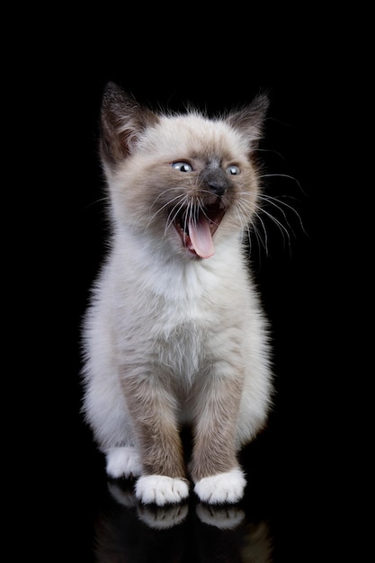 Young snowshoe cat isolated on black background