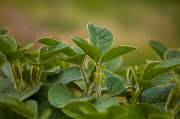 Young soybean leaves blurred background