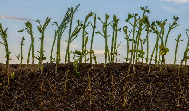 Young soybean shoots with roots are eaten by locusts