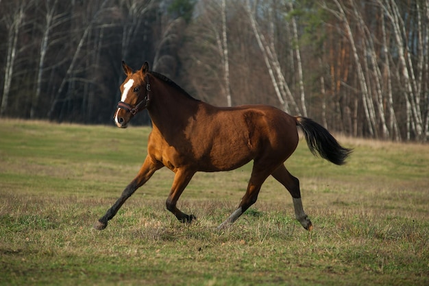 Young sportive horse training in fields