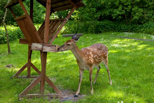 Young spotted deer in the forest on a clearing